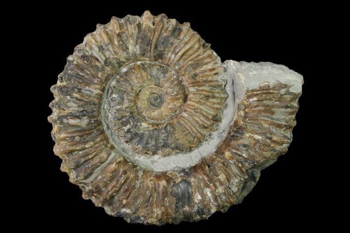 Aegocrioceras Ammonite - Germany #139346